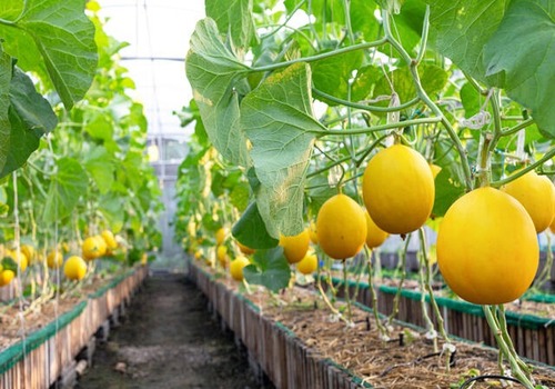 Cyprus Crops News