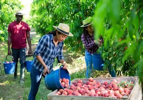 Cyprus Crops News